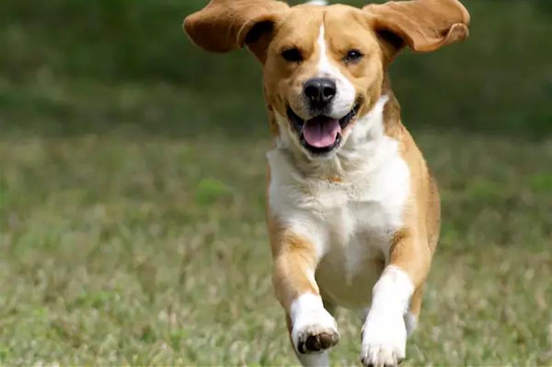 Un cane