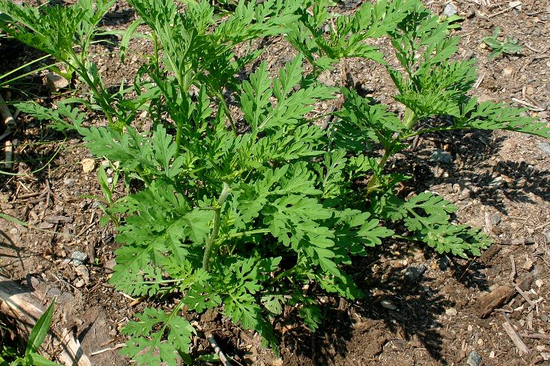 Prevenzione delle allergopatie da Ambrosia in Lombardia